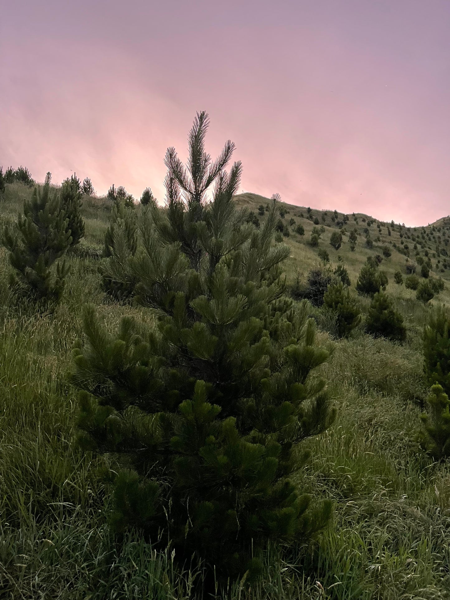 Christmas Tree 2.0-2.3m tall