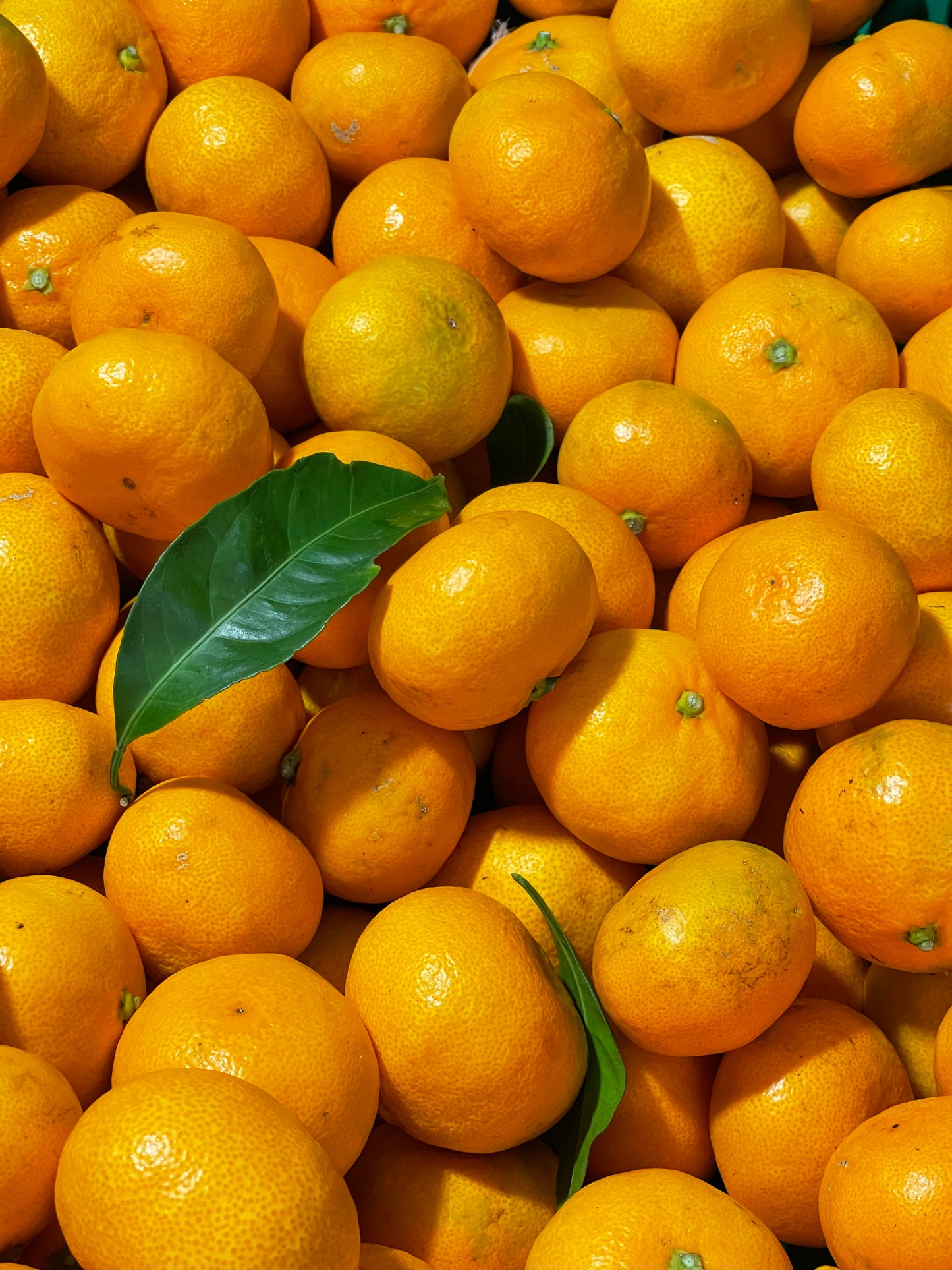 Mandarins